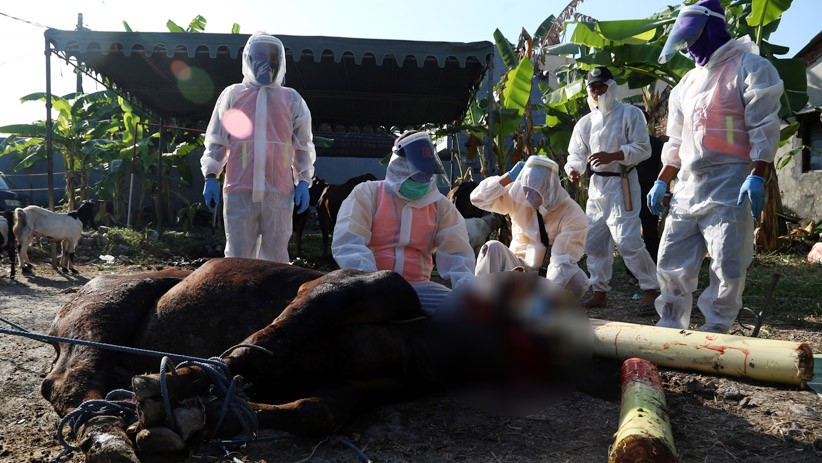 Petugas Jagal Hewan Kurban Pakai APD Lengkap  - Bagian 1