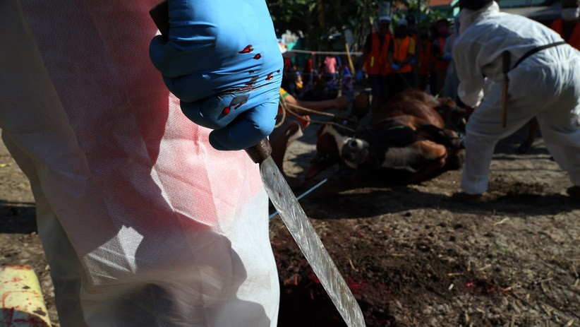 Petugas Jagal Hewan Kurban Pakai APD Lengkap  - Bagian 4