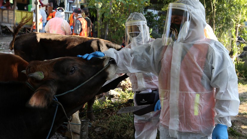 Petugas Jagal Hewan Kurban Pakai APD Lengkap  - Bagian 3