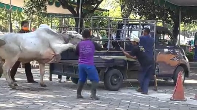 Sapi di Masjid Al Akbar Ngamuk, Lompat dari Mobil hingga Seruduk Baliho