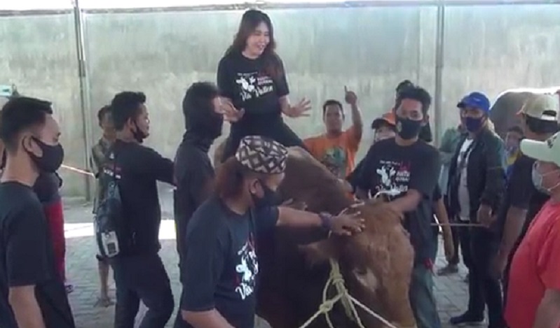 Penyanyi Dangdut Via Vallen Naiki Sapi Kurbannya 'Hulk' Sebelum Disembelih