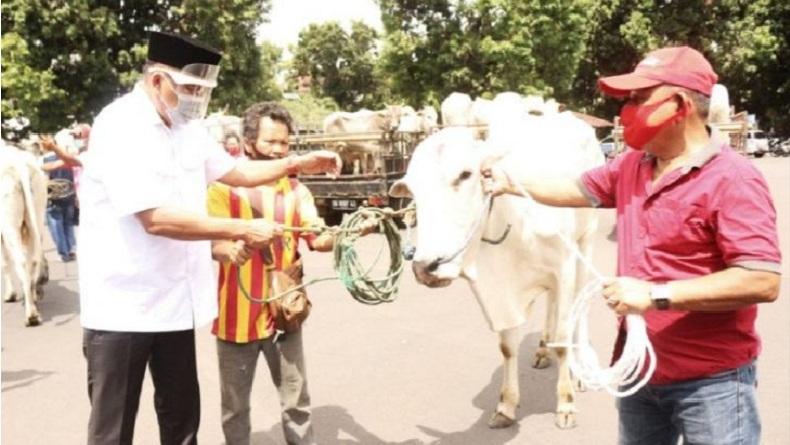 Gubernur Olly Dondokambey Serahkan 210 Sapi Kurban untuk 15 Kabupaten Kota