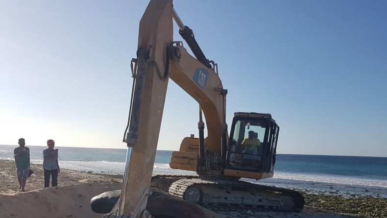 11 Paus Pilot Terdampar di Perairan Sabu Raijua NTT, Hanya 1 yang Selamat