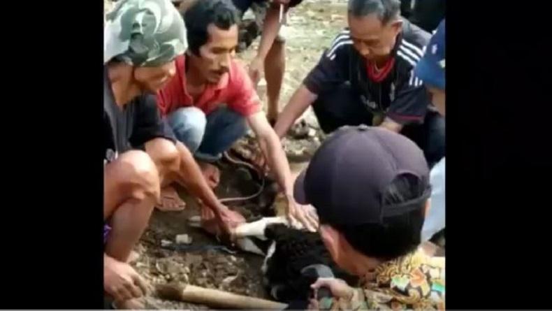 Viral, Tukang Jagal Tewas di Atas Hewan Kurban Domba yang Akan Disembelih
