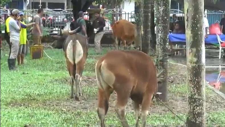 Toleransi Antarumat Beragama, Warga Nonmuslim Sumbang Sapi ke Masjid Raya Al Fatah Ambon