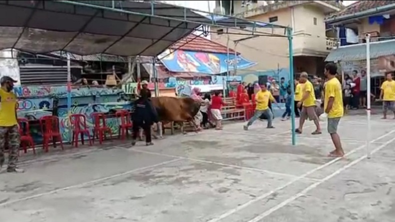 Sapi Mengamuk dan Seruduk Ibu-Ibu saat Akan Disembelih di Tasikmalaya