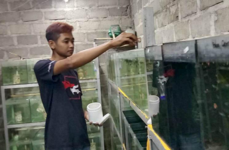Sukses Kembangkan Ikan Guppy, Kelompok Pemuda di Gunungkidul Beromset Belasan Juta