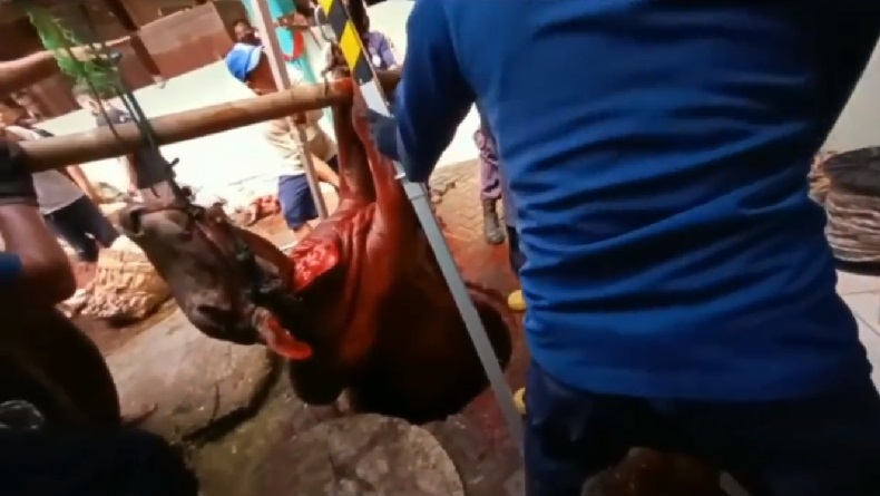 Sapi Kurban di Semarang Masuk Sumur, Petugas Damkar Bantu Evakuasi