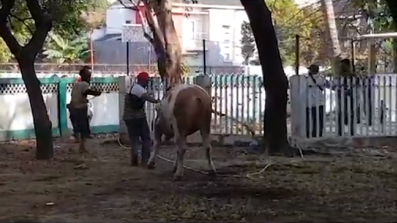 Sapi Kurban Jusuf Kalla Sempat Berontak saat Akan Disembelih di Masjid Al Markaz Makassar