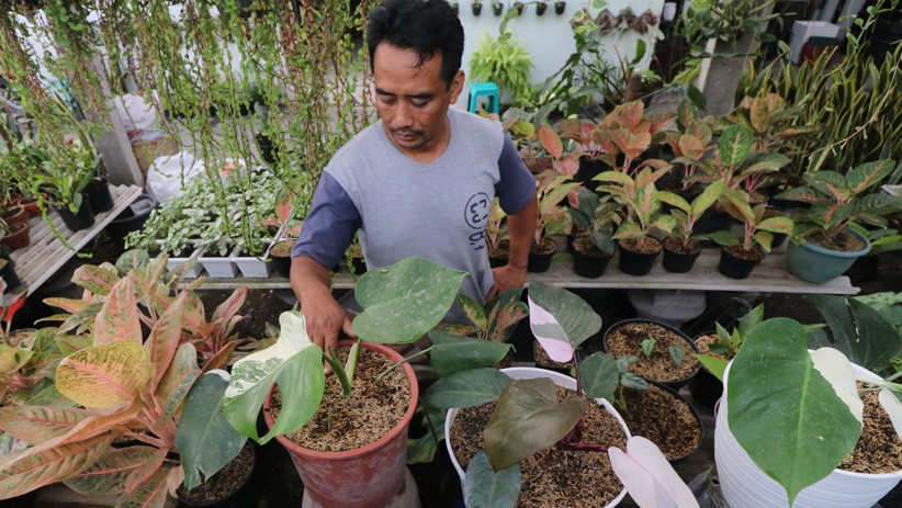 Langka di Pasaran, Tanaman Philodendron Monstera Dijual hingga Rp4 Juta - Bagian 2