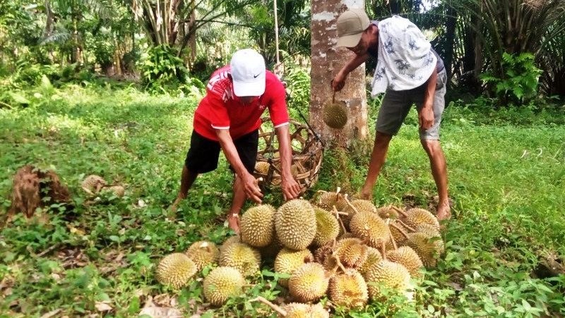Agam Punya Durian Legit, Setiap Hari 3.000 Buah Dikirim ke Jakarta