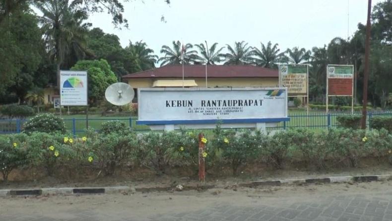 Manager PTPN III Kebun Rantauprapat Positif Covid-19, 75 Karyawan Isolasi Mandiri
