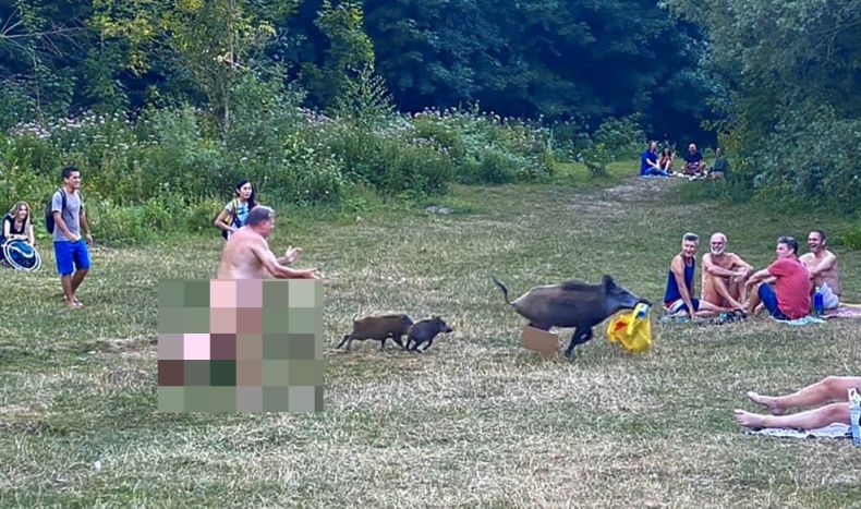 Viral, Pria Telanjang Bulat Ini Kejar Babi Pencuri Laptop