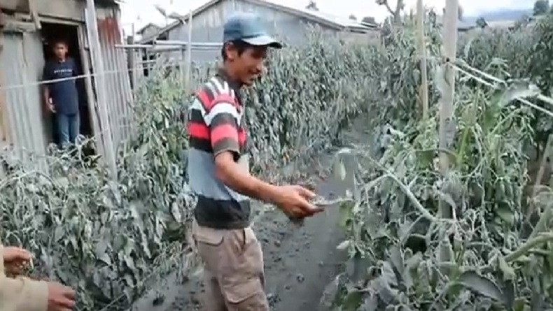 Terpapar Abu Vulkanis Gunung Sinabung, Ratusan Hektare Lahan Pertanian Gagal Panen 