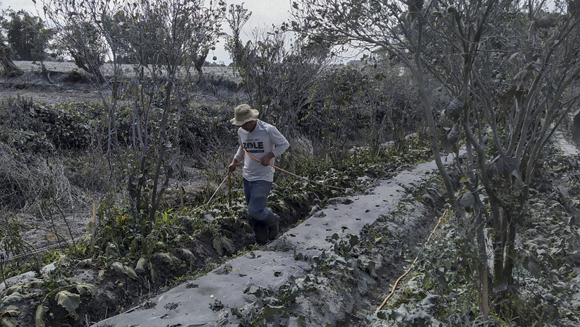 Pascaerupsi Gunung Sinabung, Lahan Pertanian Tertutup Debu Vulkanik - Bagian 2