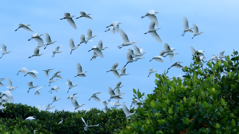 Hamparan Pohon Mangrove Taman Nasional Alas Purwo Jadi Habitat Burung Kuntul - Bagian 1
