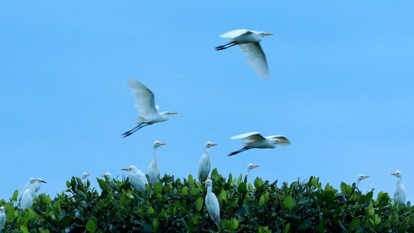 Hamparan Pohon Mangrove Taman Nasional Alas Purwo Jadi Habitat Burung Kuntul - Bagian 2