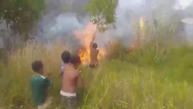 Salut, Bocah-Bocah di Wamena Padamkan Api di Lahan Hutan Lindung Papua