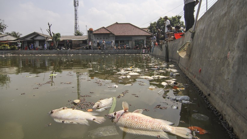Akibat Tercemar Limbah, Ikan-Ikan di Situ Rawa Besar Depok Mati - Bagian 2