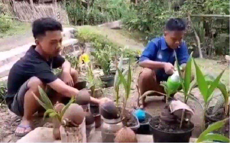 2 Remaja Banyumas Buka Usaha Bonsai Kelapa Hasilnya Untuk Beli Kuota Internet Sekolah