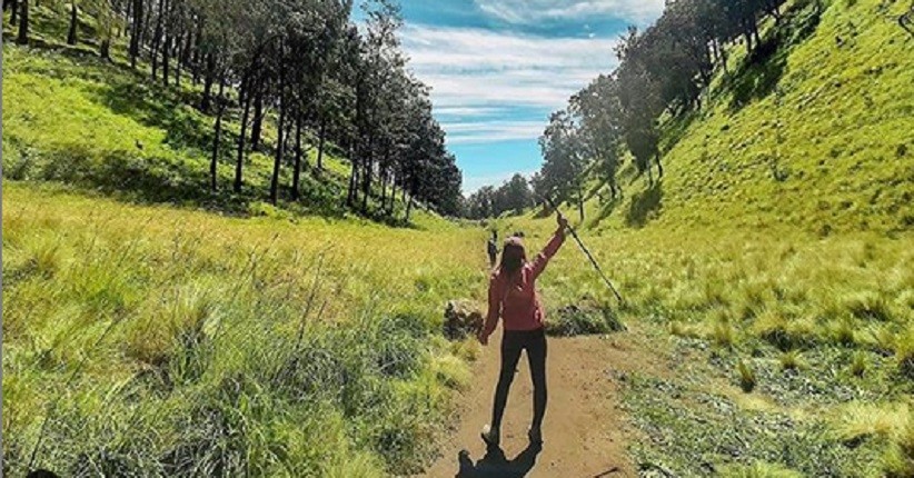 5 Tumbuhan Ini Bisa Dimakan saat Tersesat di Hutan, Salah Satunya Alang