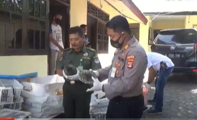 Ratusan Reptil Dilindungi Gagal Diselundupkan ke Jakarta, Sopir truk Diamankan