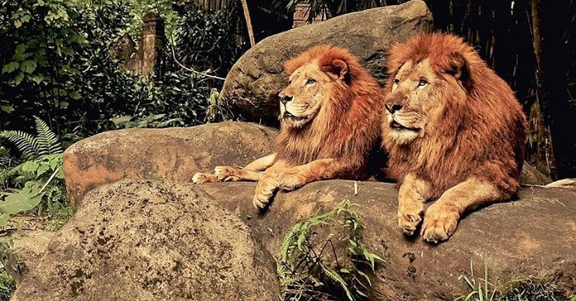5 Tempat Populer Di Bogor Untuk Wisata Alam Kunjungi Saat Liburan Akhir Pekan