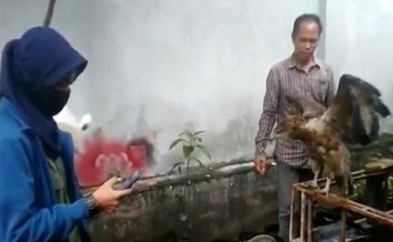 title Elang Brontok Diselamatkan dari Rumah Warga di Pontianak Elang Brontok Diselamatkan dari Rumah Warga di Pontianak