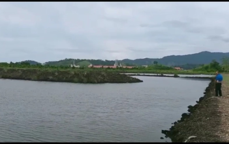 2 Hektare Hutan Mangrove di Bolmong Dirusak Jadi Tambak Udang