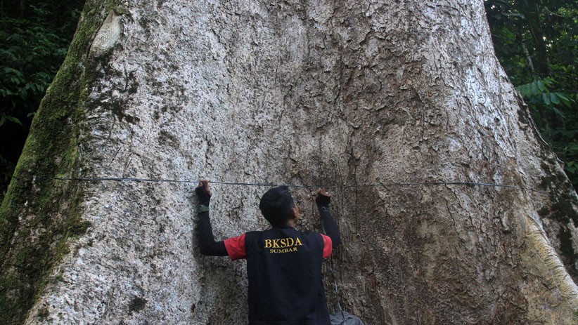 Penampakan Pohon Berusia 560 Tahun, Lingkar Batang Capai 14 Meter - Bagian 2