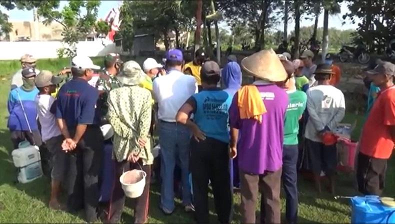 Wereng Serang Puluhan Hektare Tanaman Padi, Petani di Jombang Semprot Massal