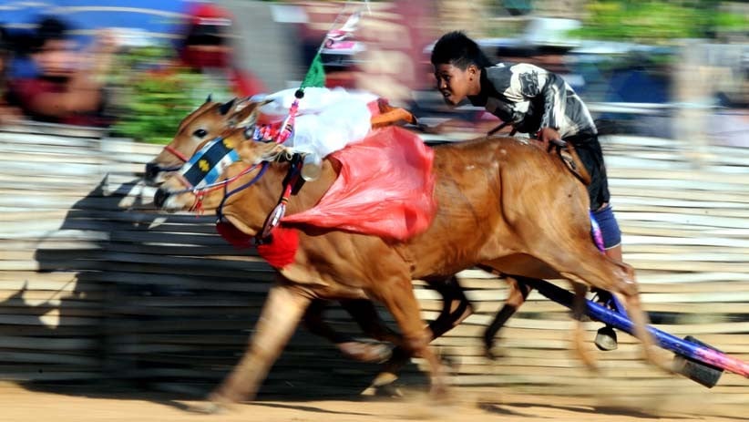 Pemanasan Jelang Piala Presiden, Puluhan Peserta Karapan Sapi Adu Cepat - Bagian 2