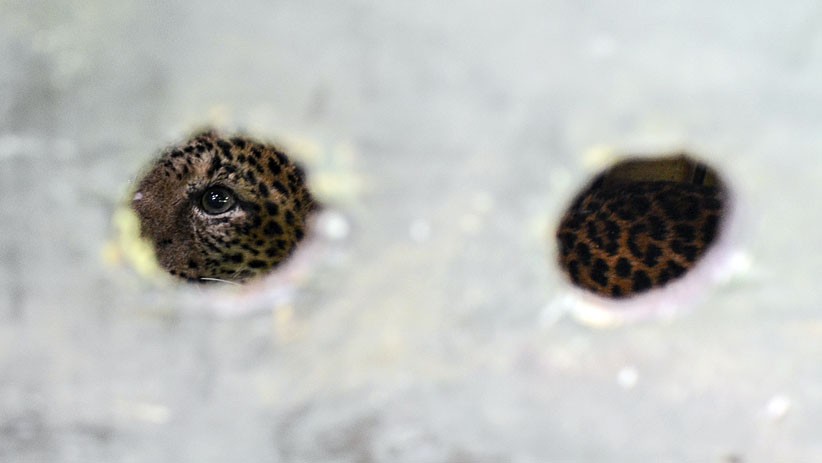 Macan Tutul Jantan Dilepas ke Hutan Gunung Sawal Ciamis - Bagian 2