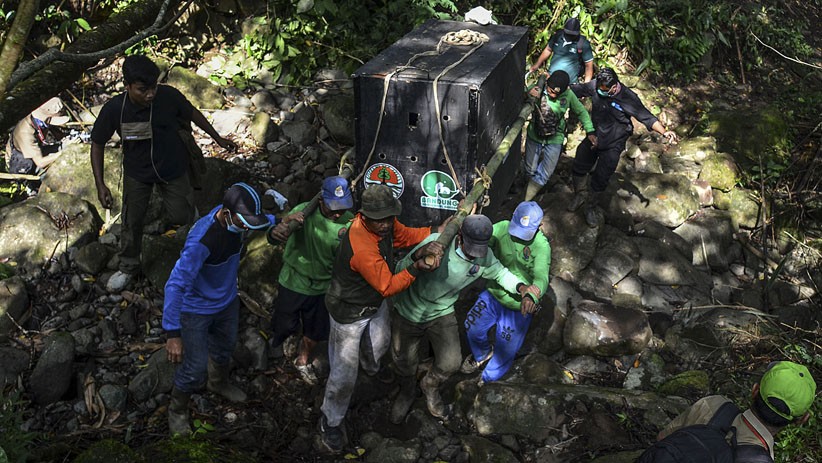 Macan Tutul Jantan Dilepas ke Hutan Gunung Sawal Ciamis - Bagian 3