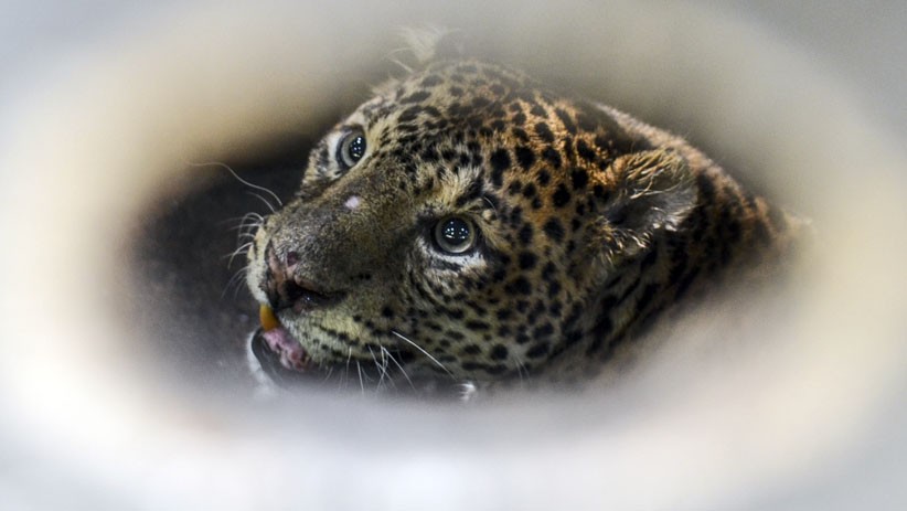 Macan Tutul Jantan Dilepas ke Hutan Gunung Sawal Ciamis - Bagian 1