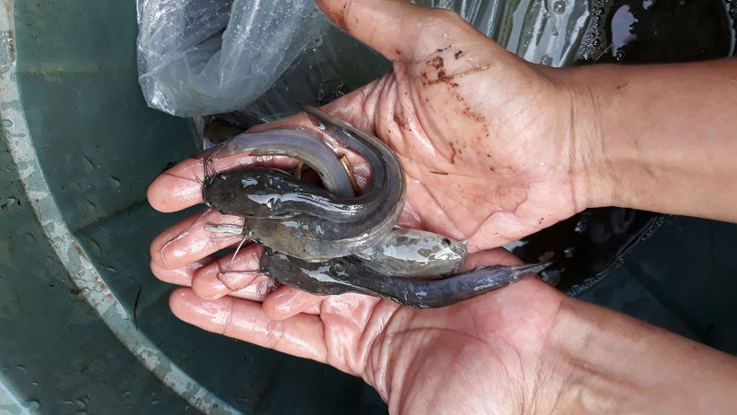 Produksi Ikan Konsumsi di Sleman 2022 Tembus 54.968 Ton, Stok untuk Lebaran Melimpah