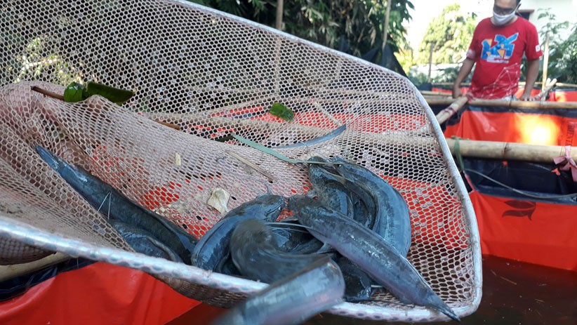 Permintaan Ikan Lele Meningkat saat Pandemi Virus Corona - Bagian 1