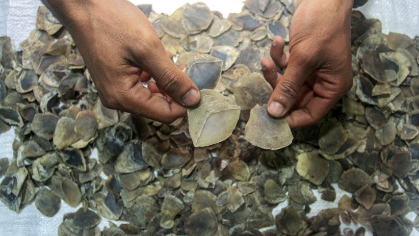 title Penjual Sisik Trenggiling di Kalbar Divonis 1 Tahun Penjara Penjual Sisik Trenggiling di Kalbar Divonis 1 Tahun Penjara