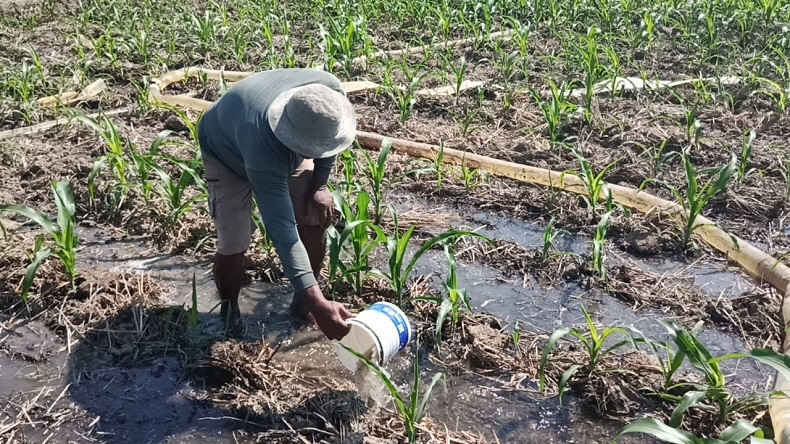 BPS Maluku Catat Nilai Tukar Petani September Naik Menjadi 95,21