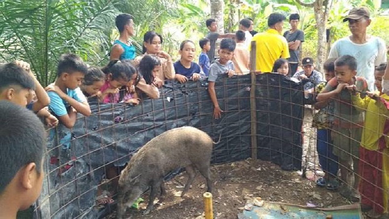 Heboh, Babi Hutan Ikuti Warga sampai ke Rumah dan Menangis saat Ditinggal