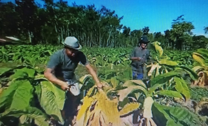 Kesal Tak Ada yang Membeli, Petani Tembakau di Jember Rusak Tanaman Sendiri