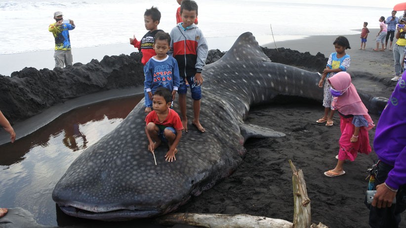 Hiu Paus Panjang 9 Meter Terdampar di Pantai Paseban Jember Jadi Tontonan Warga - Bagian 2