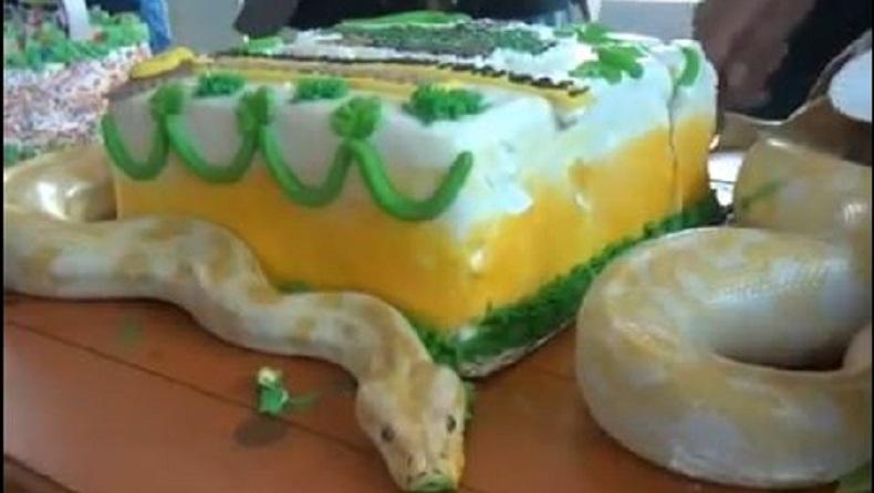 title Ular Piaraan Bertambah Umur, Keluarga di Sidoarjo Ini Adakan Pesta Ulang Tahun Ular Piaraan Bertambah Umur, Keluarga di Sidoarjo Ini Adakan Pesta Ulang Tahun