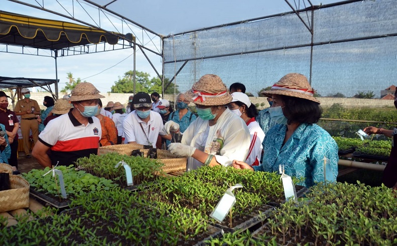 Kunjungi Pemkab Klungkung, Putri Koster Diajak Panen Sayuran