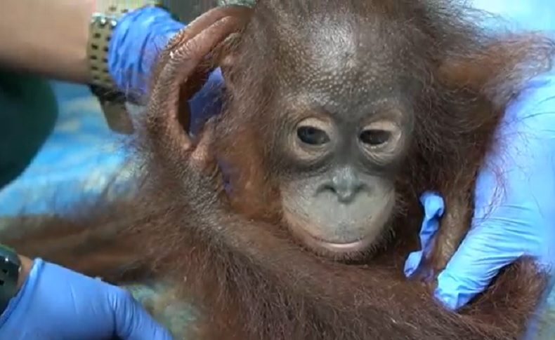 BKSDA Kalteng Selamatkan 3 Orangutan di Kebun Karet, 1 di Antaranya Luka Bacok