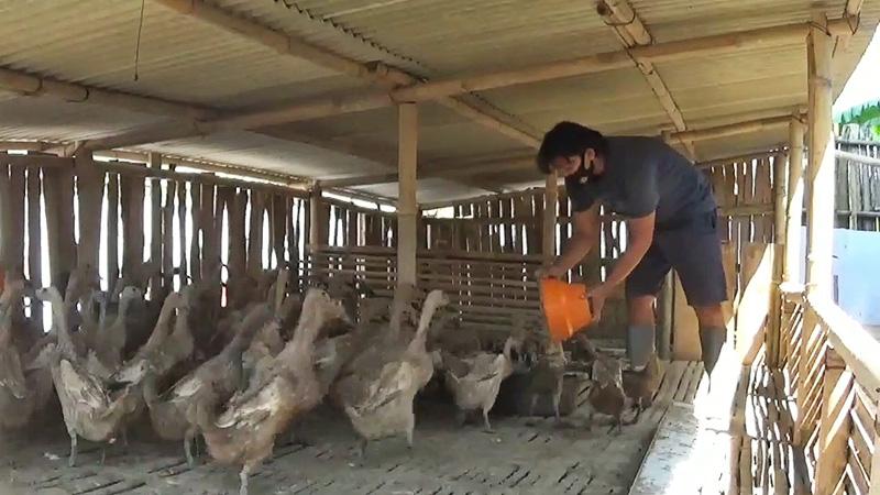 Inspiratif, Polisi di Sukabumi Ini Edukasi Warga Beternak Bebek dan Bikin Telur Asin