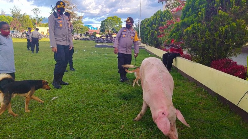 title Puluhan Warga di Jayawijaya Datangi Polres Bawa Ternak Babi Puluhan Warga di Jayawijaya Datangi Polres Bawa Ternak Babi