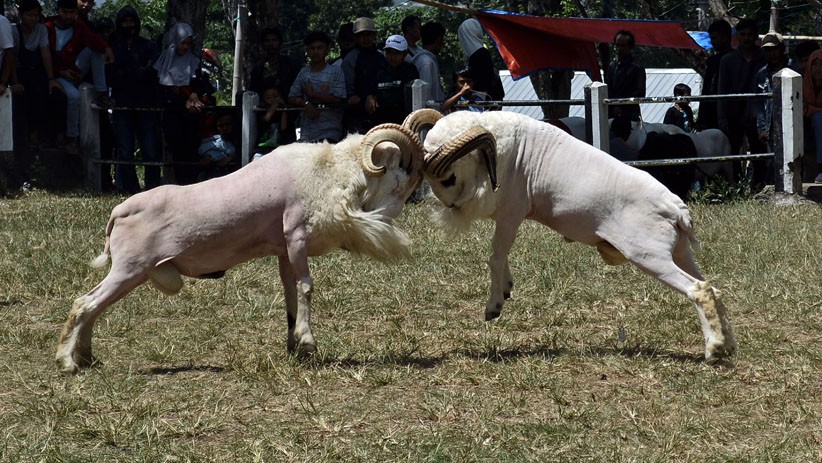 Tradisi Adu Domba Garut - Bagian 1