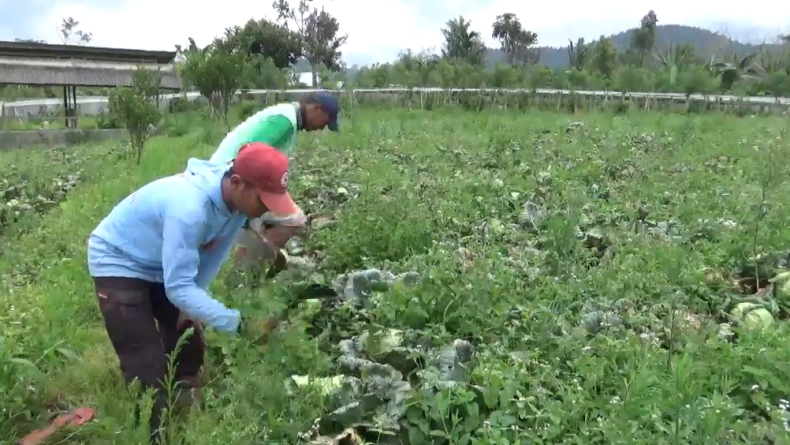Kubis Dihargai Rp600 per Kilogram, Petani di Lampung Babat Habis Tanaman Siap Panen