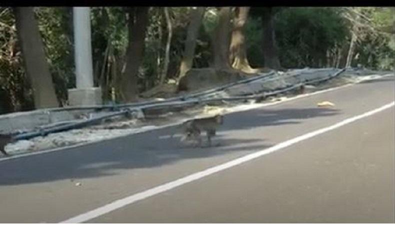 Ratusan Monyet Liar Turun dari Hutan Ambil Makanan dan Minuman Warga Purwakarta